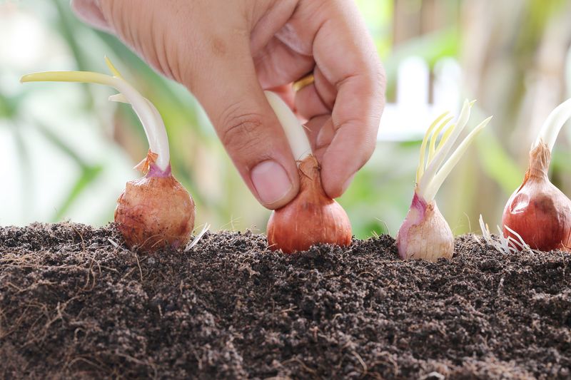 Shallots Go In At The Same Time As Garlic