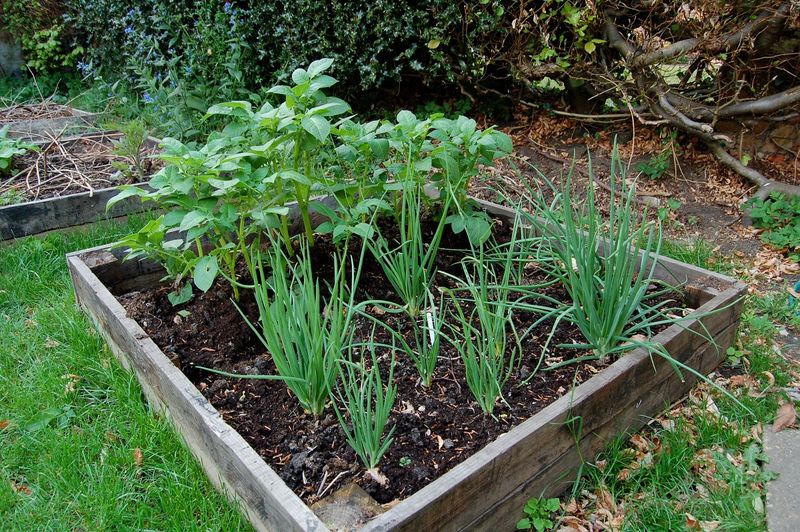 Shallots Planted In Fall Multiply Into Clusters By Early Summer Shallots Planted In Fall Multiply Into Clusters By Early Summer