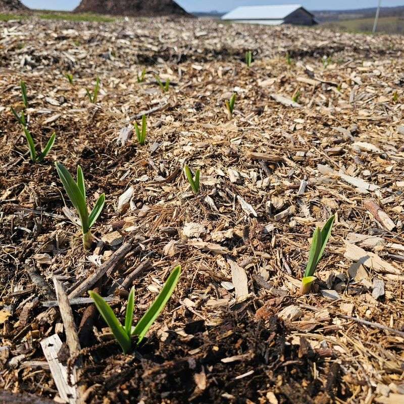 Shallow Bulbs Get Tossed Around By Freezing And Thawing Shallow Bulbs Get Tossed Around By Freezing And Thawing