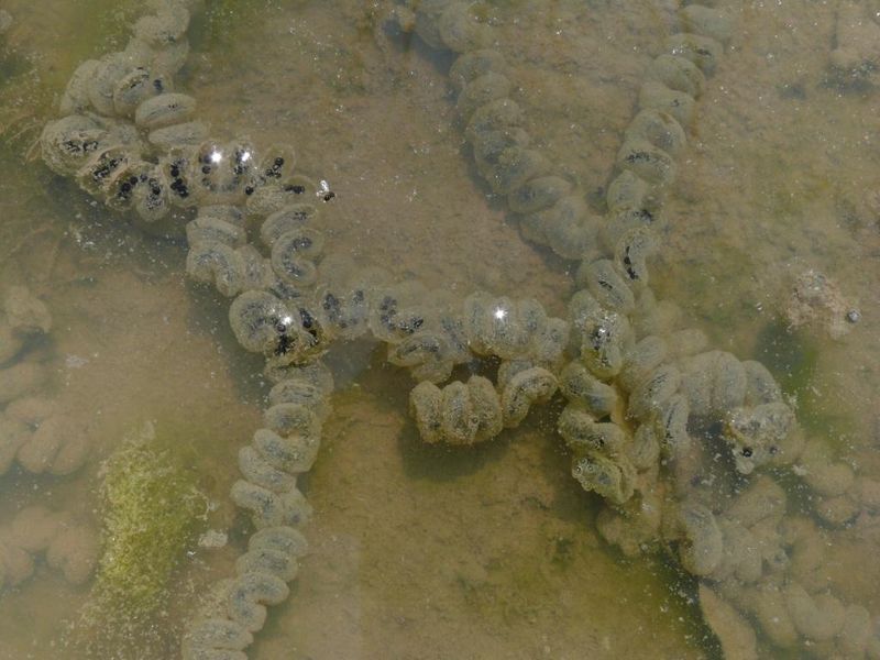 Shallow Fish-Free Water Can Provide A Place For Breeding