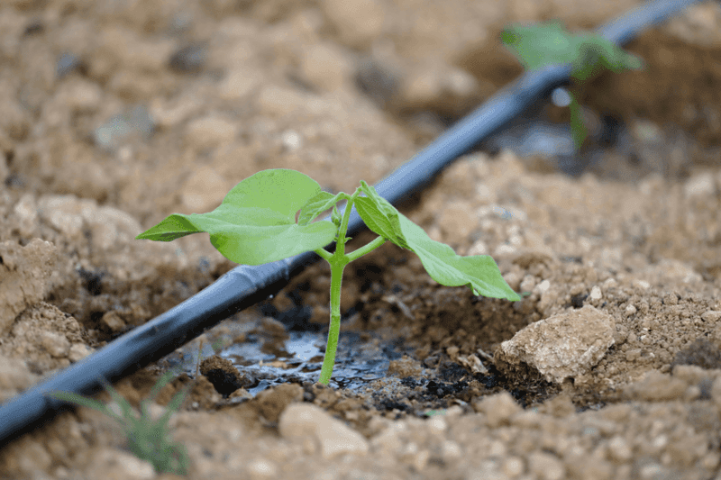 Shallow Frequent Watering Keeps Soil Soggy Shallow Frequent Watering Keeps Soil Soggy
