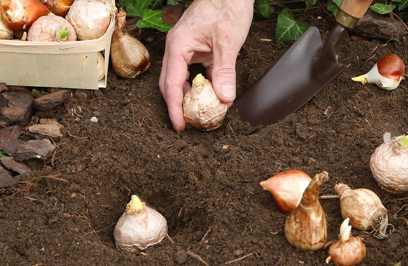 Shallow Holes And Upside Down Bulbs
