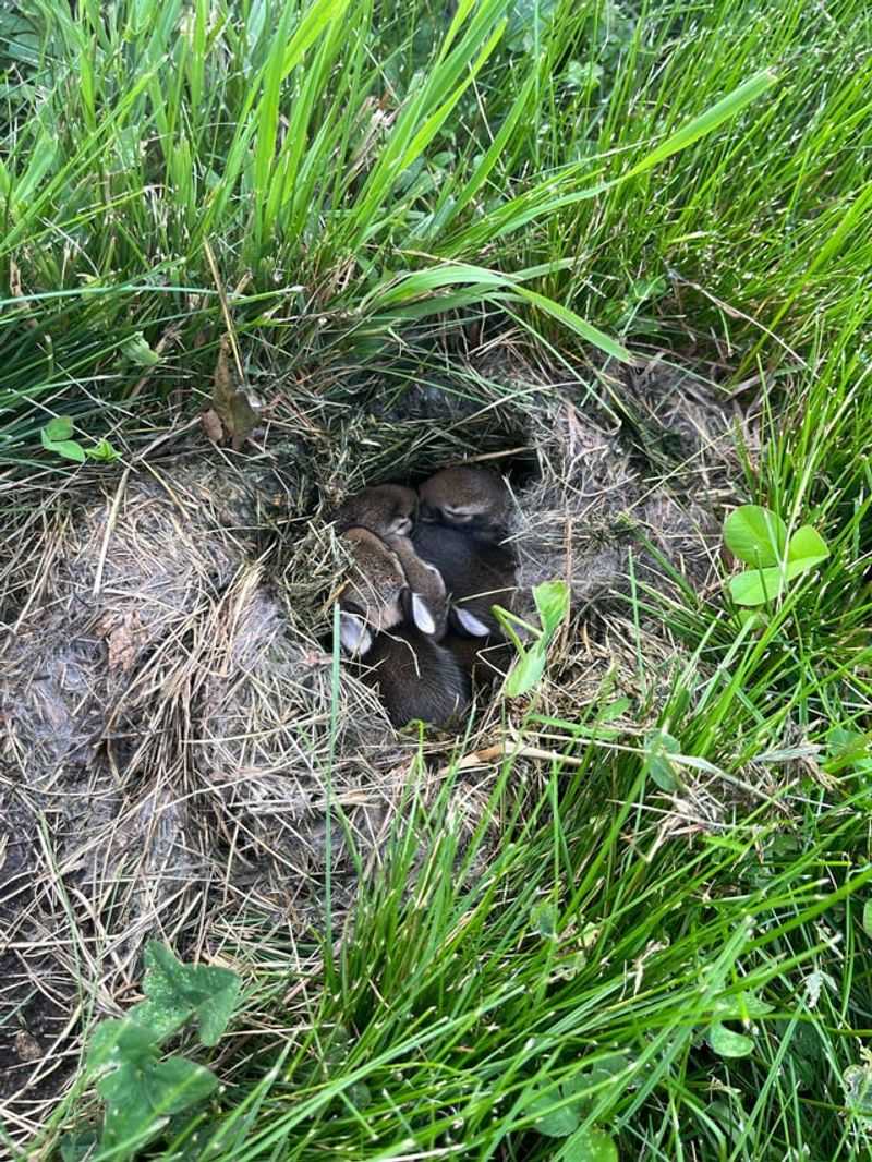Shallow Nests Hide In The Lawn Shallow Nests Hide In The Lawn