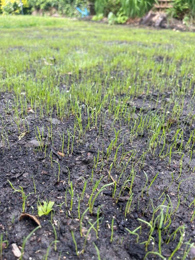Shallow Roots Under Cool Skies