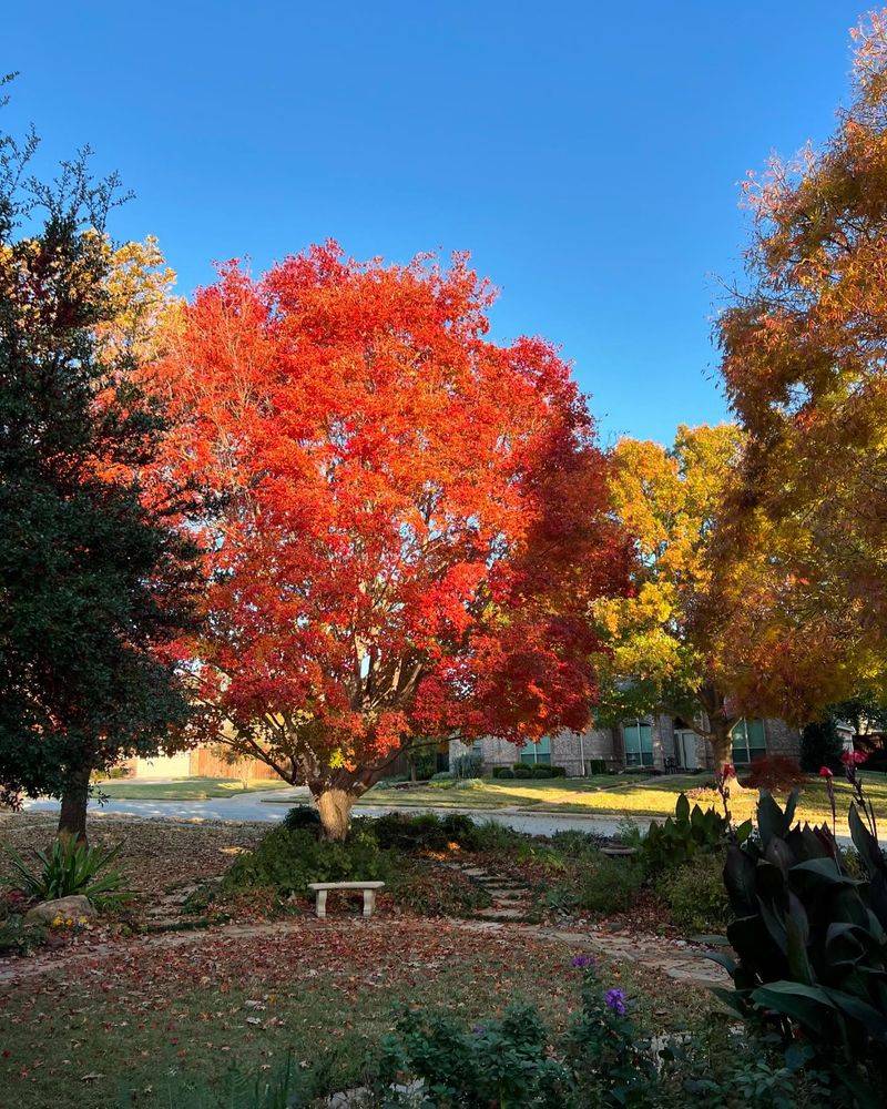 Shantung Maple Shantung Maple