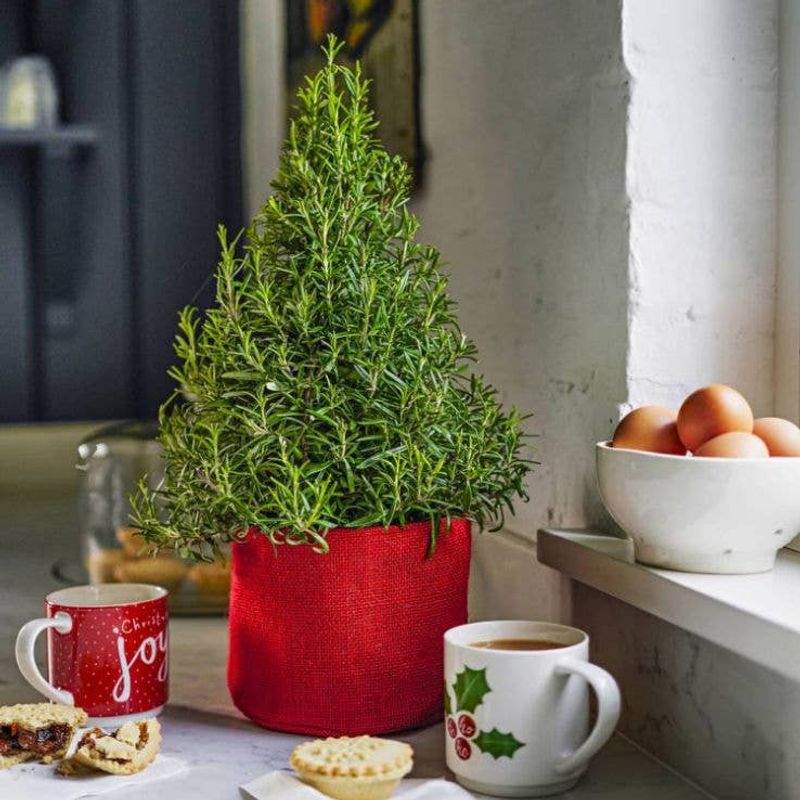 Shape It Into A Holiday Tree Topiary Shape It Into A Holiday Tree Topiary