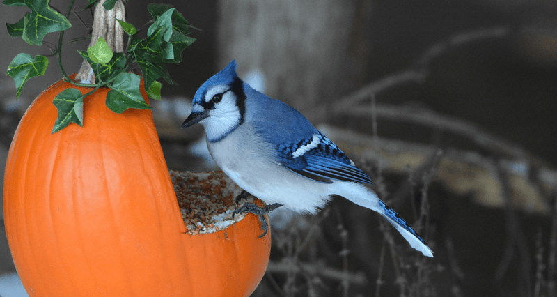 Share The Seeds With Your Backyard Birds Share The Seeds With Your Backyard Birds