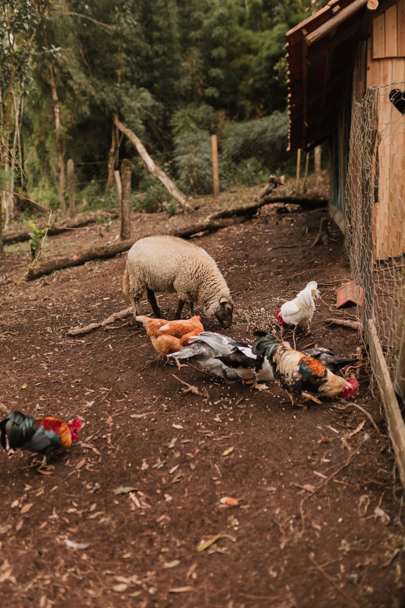 Share Them With Local Farm Animals