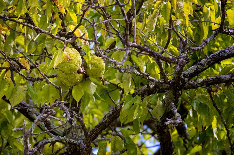 Sharp Hedge Thorns And Falling Fruit Need A Little Planning