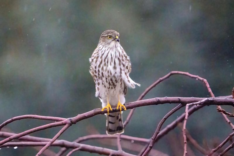 Sharp-Shinned Hawks Are Small And Fast
