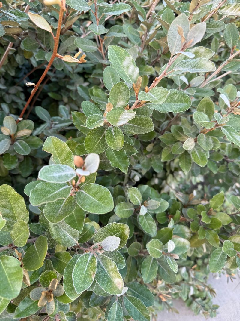 Sharp Thorns And Fast Growth Can Create Dense Thickets Sharp Thorns And Fast Growth Can Create Dense Thickets