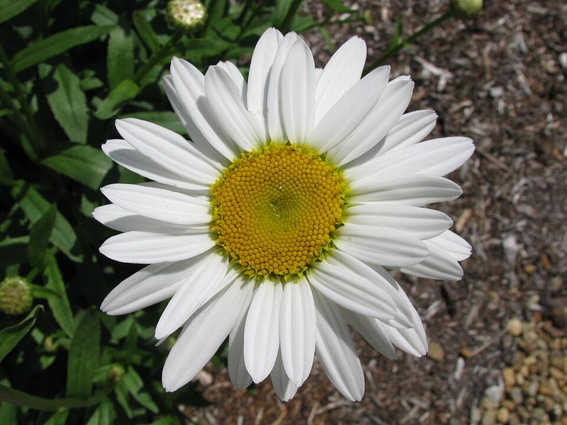 Shasta Daisy Shasta Daisy
