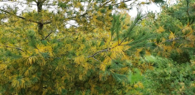 Shedding Inner Needles Each Fall Is Normal Shedding Inner Needles Each Fall Is Normal