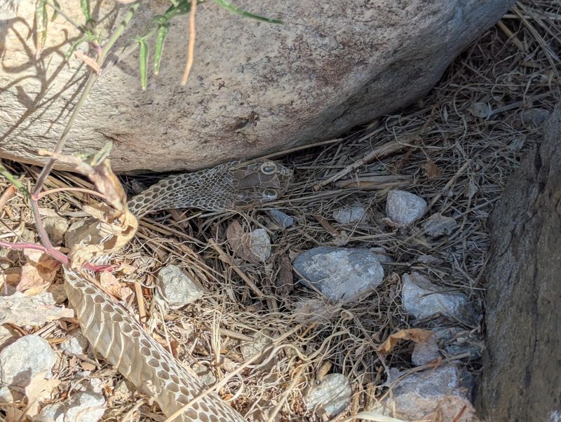 Shedding Snakes Hide For Days Shedding Snakes Hide For Days