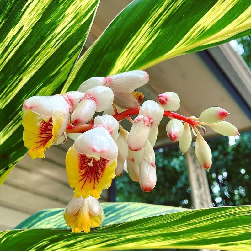 Shell Ginger Shell Ginger