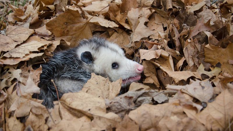 Shelter Spots Keep Them Coming Back Shelter Spots Keep Them Coming Back