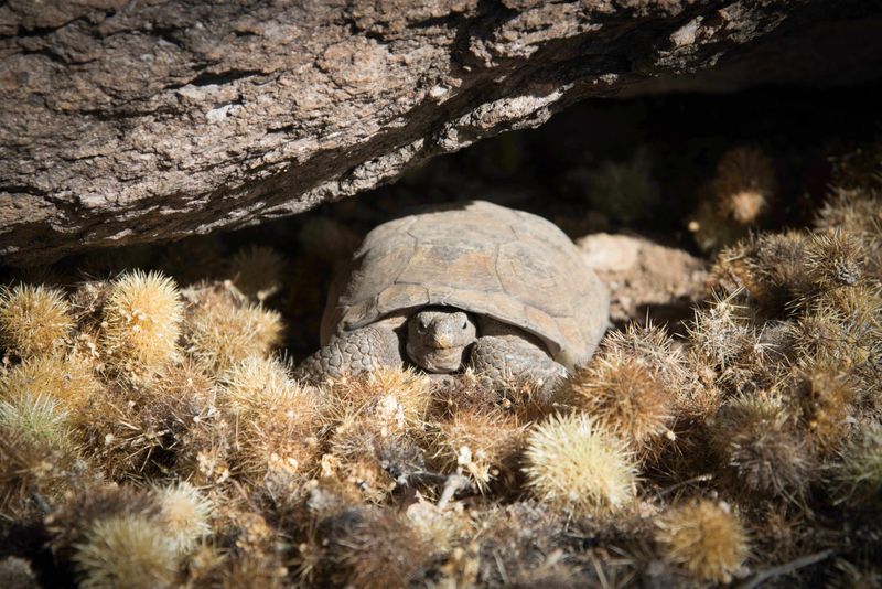 Shelter shapes where tortoises can thrive