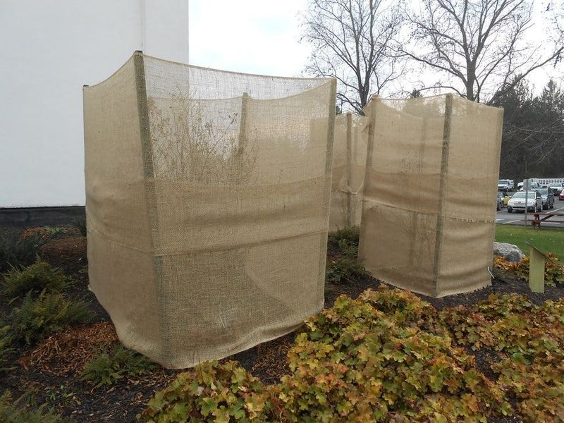 Shield Evergreens With Burlap