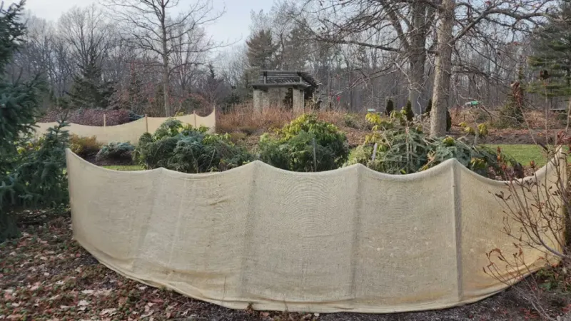 Shield Exposed Plants From Drying Winter Winds