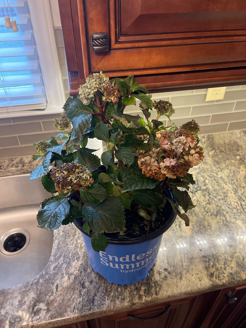 Shield Potted Plants From Hard Freezes