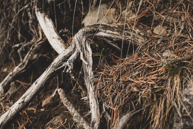 Shield Roots From Cold Winters