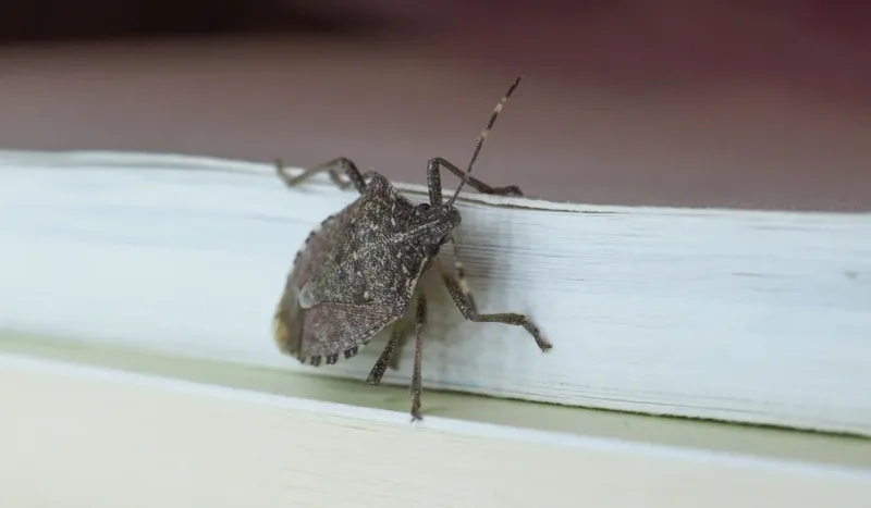 Shield-Shaped Bugs Lining Sunny Siding Are Hunting For Somewhere To Spend The Winter Shield-Shaped Bugs Lining Sunny Siding Are Hunting For Somewhere To Spend The Winter