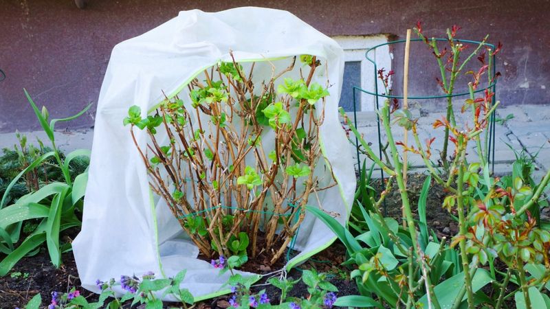 Shield Tender Buds From Hard Freezes