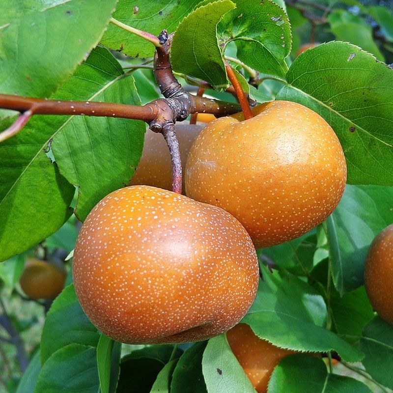Shinko Asian Pear