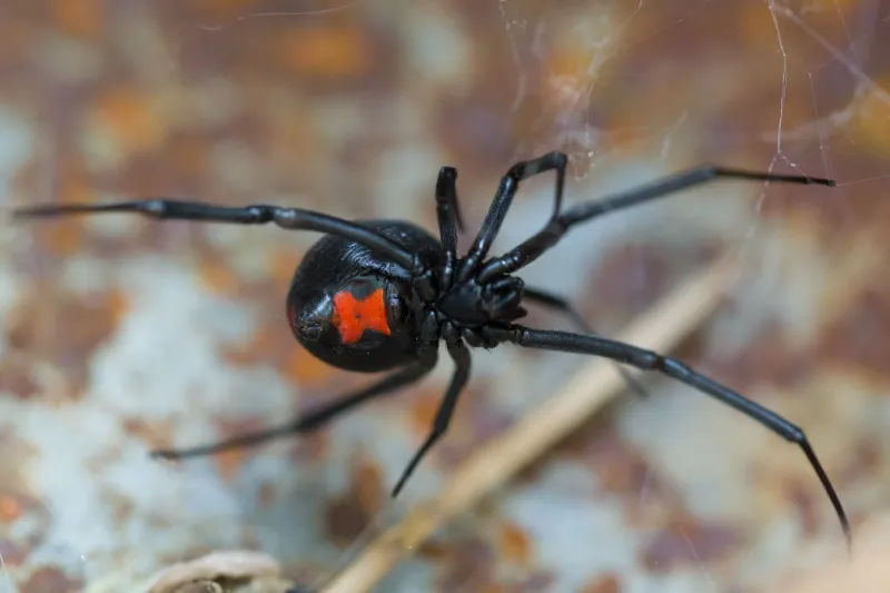 Shiny Black Widow Spiders Hide In Woodpiles Shiny Black Widow Spiders Hide In Woodpiles
