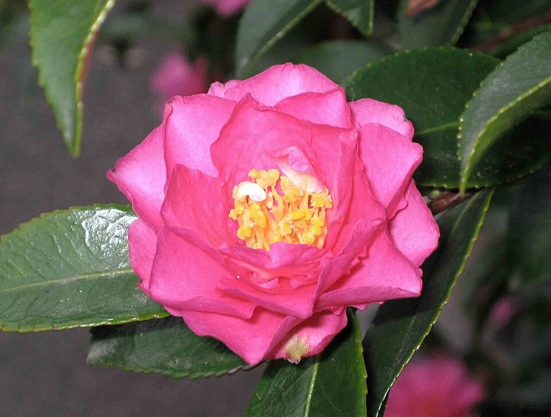 Shishi Gashira Camellia