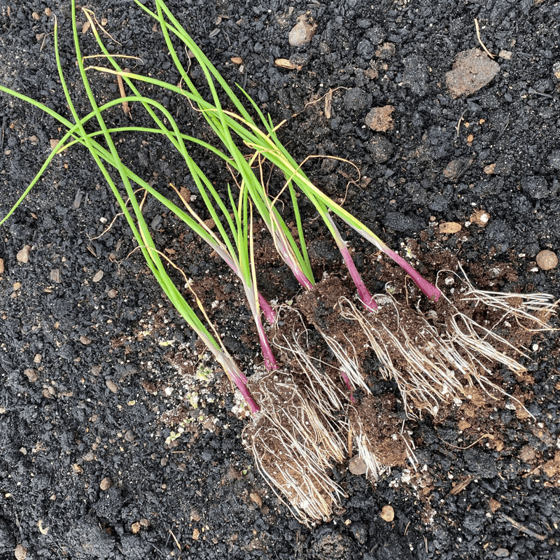 Short-Day Onion Transplants Go In From Late Fall Into Winter In Milder Areas Short-Day Onion Transplants Go In From Late Fall Into Winter In Milder Areas