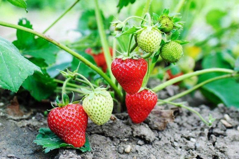Short-Day Varieties Do Best Short-Day Varieties Do Best