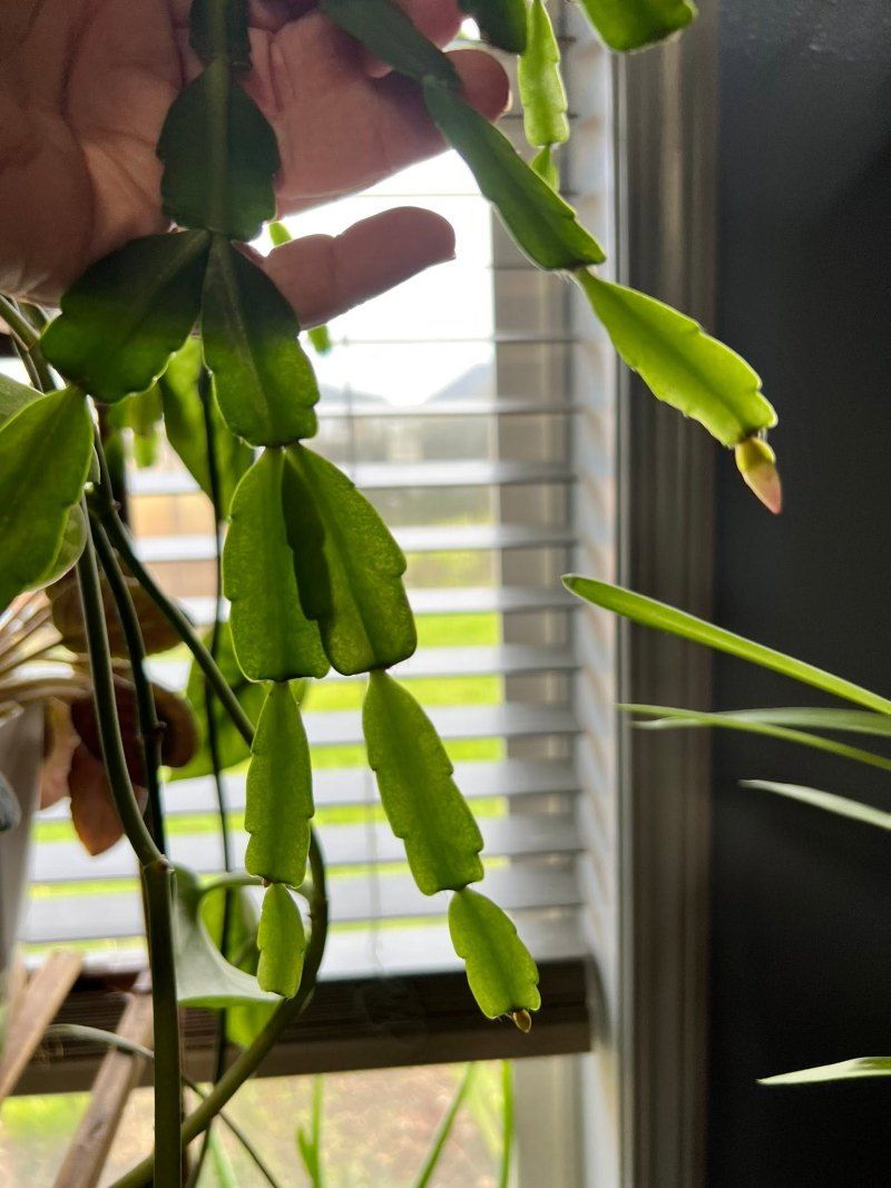 Short Days And Cool Nights As The Bloom Trigger