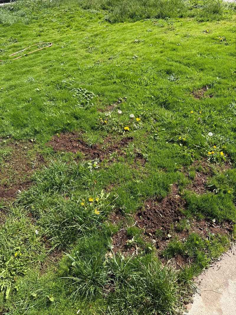 Short Mowing Exposes Soil To Weeds Short Mowing Exposes Soil To Weeds