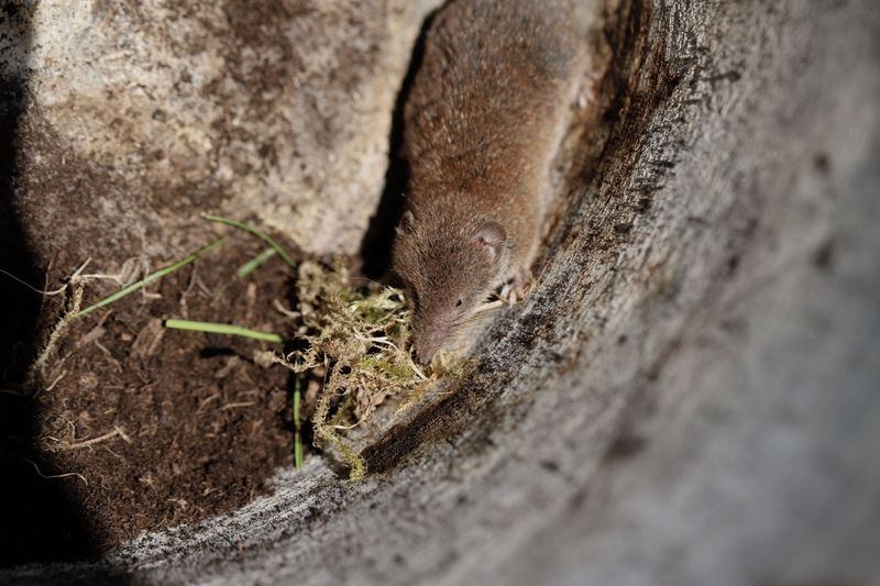 Short-Tailed Shrews Below Garden Beds