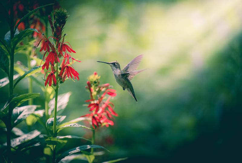 Shorter Daylight Tells Hummingbirds When To Leave