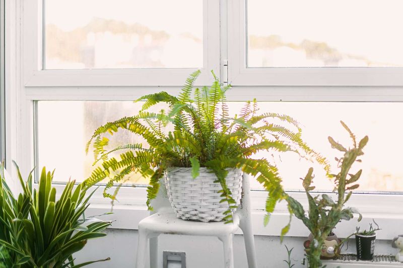 Shorter Days Change How Ferns Grow Shorter Days Change How Ferns Grow