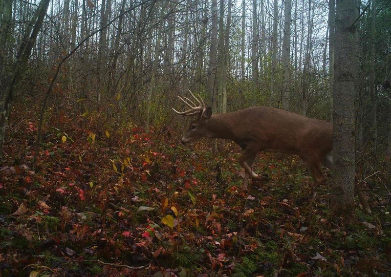 Shorter Days Change When Deer Show Up