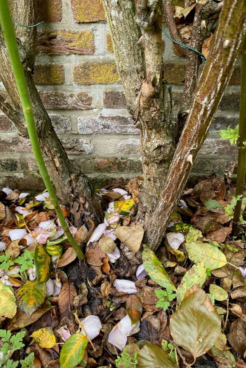 Shorter Days Help Roses Prepare For Winter Dormancy