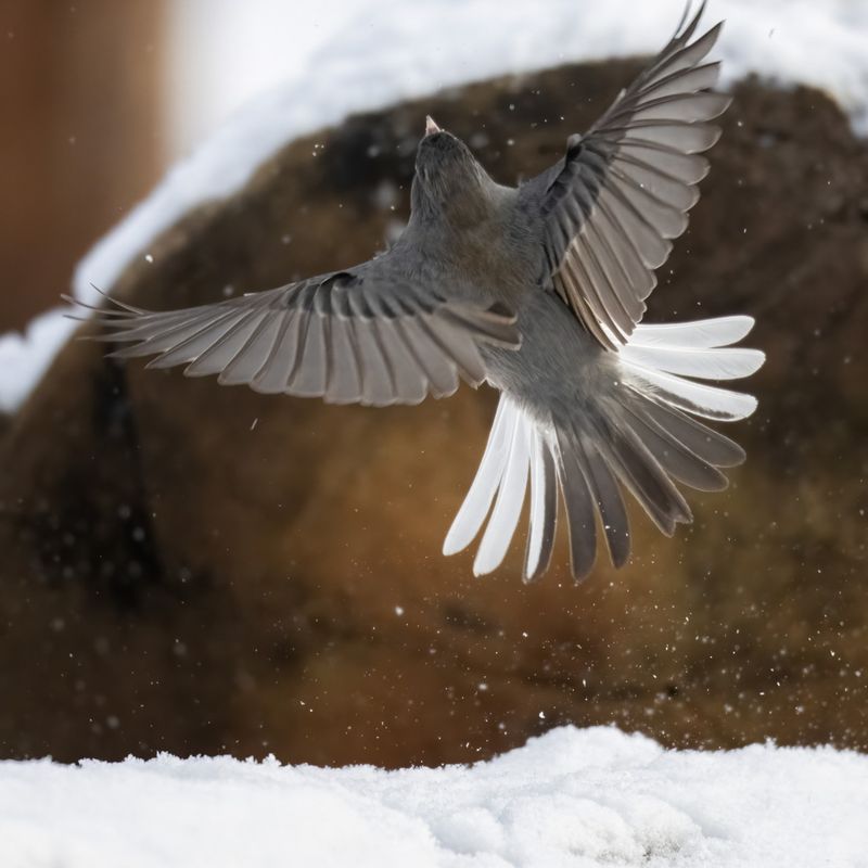 Shorter Days Tell The Snowbirds When To Fly South Shorter Days Tell The Snowbirds When To Fly South