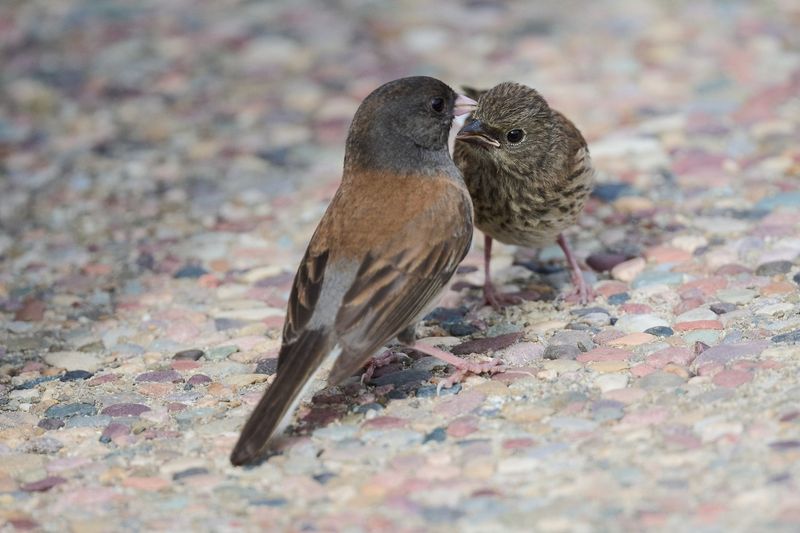 Shorter Days Trigger Their Migration Shorter Days Trigger Their Migration