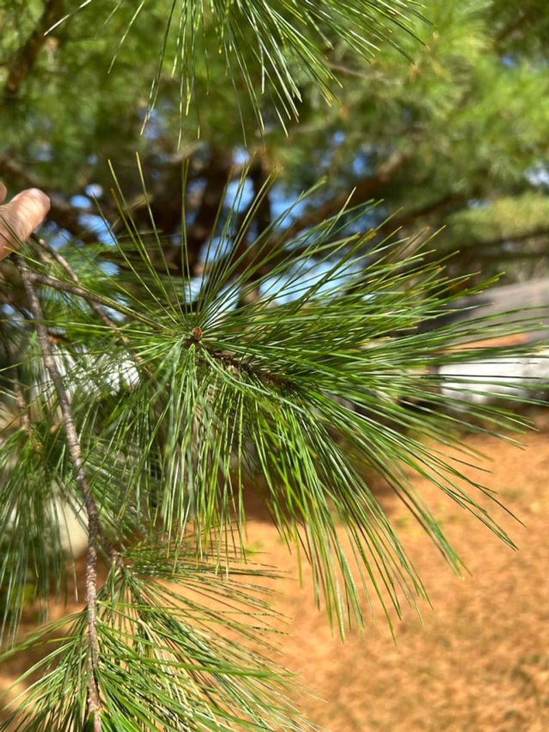 Shortleaf Pine Rounds Out Native Pines Shortleaf Pine Rounds Out Native Pines