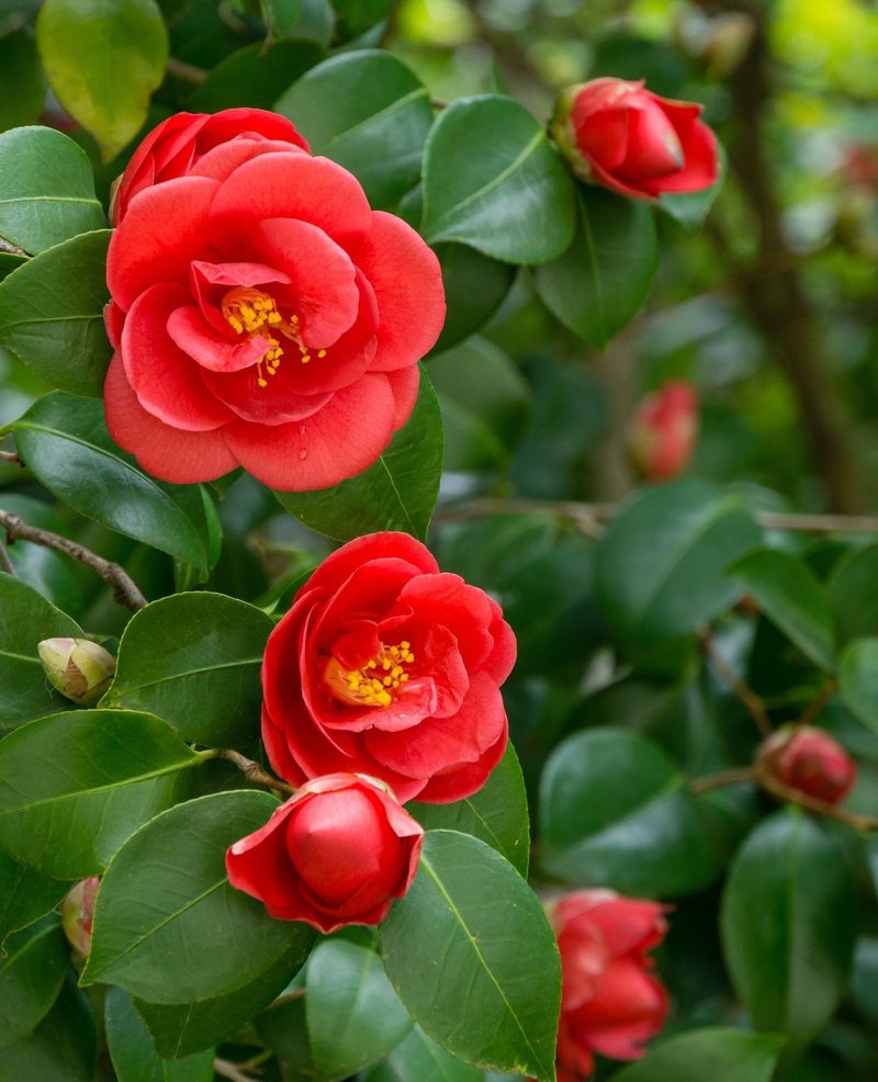 Show Growers Remove Competing Buds For Bigger Blooms Show Growers Remove Competing Buds For Bigger Blooms