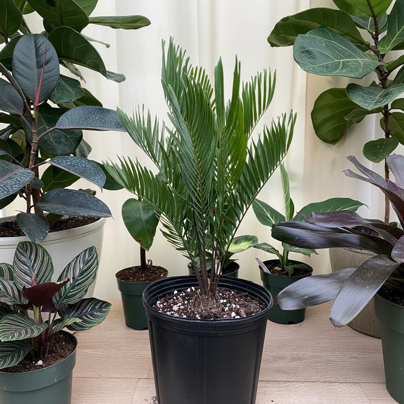 Show It Off As A Specimen Or Container Plant Show It Off As A Specimen Or Container Plant