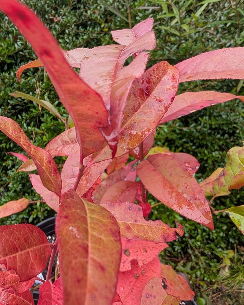 Showy Color In Fall Showy Color In Fall