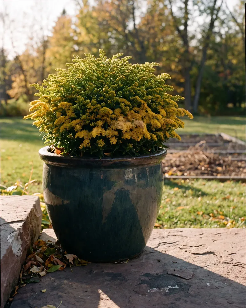 Showy Goldenrod Adds A Golden Spike Showy Goldenrod Adds A Golden Spike