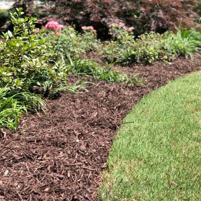 Shredded Hardwood Works Great For Shrub Beds