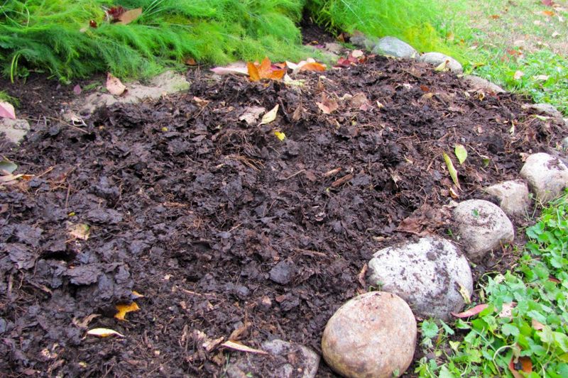 Shredded Leaf Mold Spread Over Heavy Clay