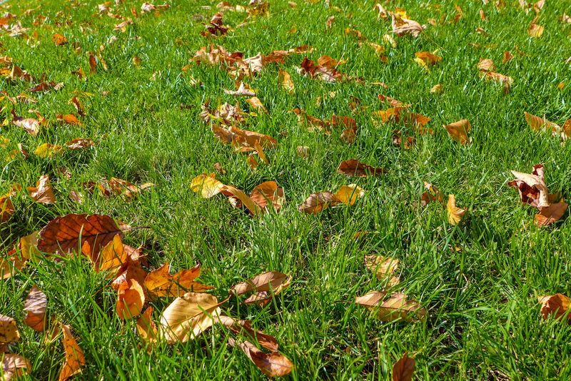 Shredded Leaves Can Help Feed Your Lawn