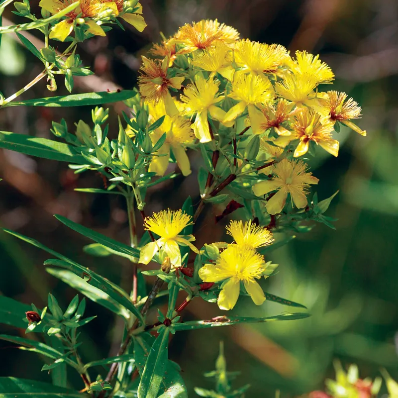Shrubby St. John's Wort Shrubby St. John's Wort